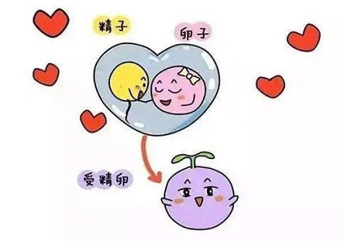 试管婴儿助孕需要多长时间