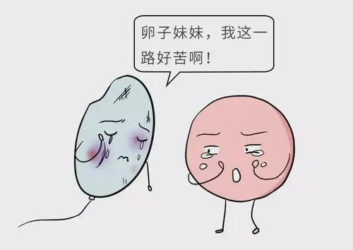 试管助孕费用总共要多少钱