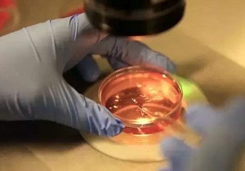 第二代试管婴儿全过程要多久？费用多少？